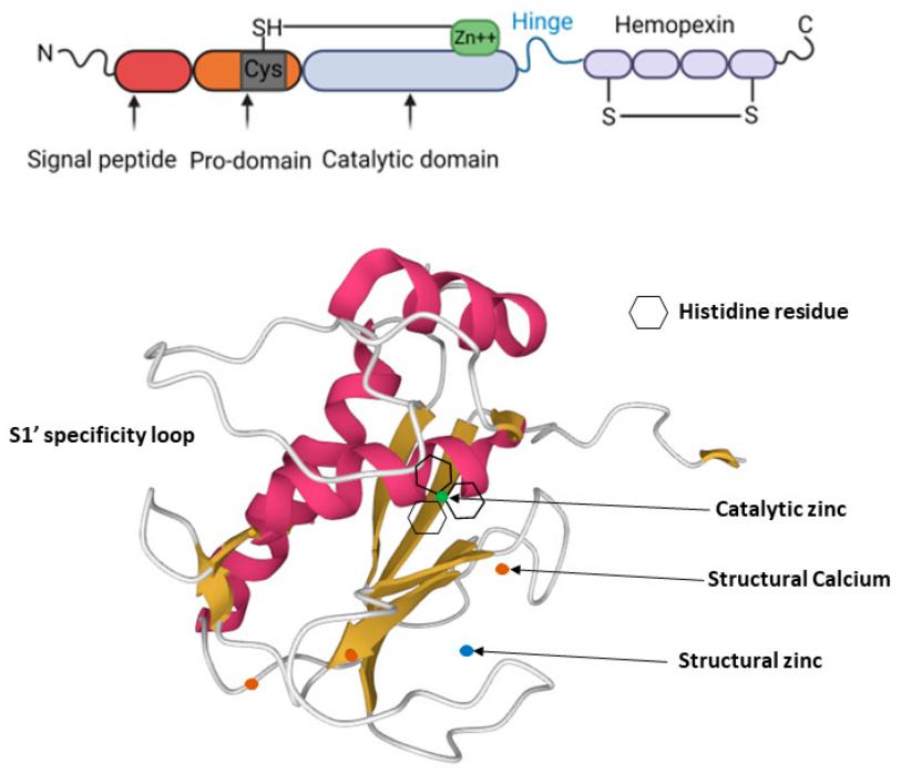 Fig. 1:MMP-13 structure.