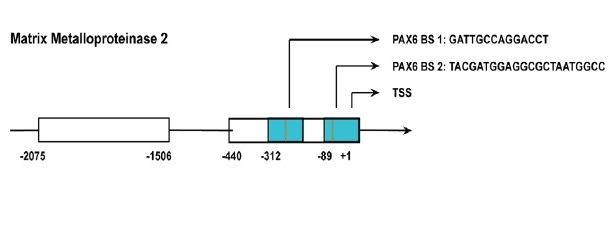 Fig. 1:Structure of the MMP2 gene.
