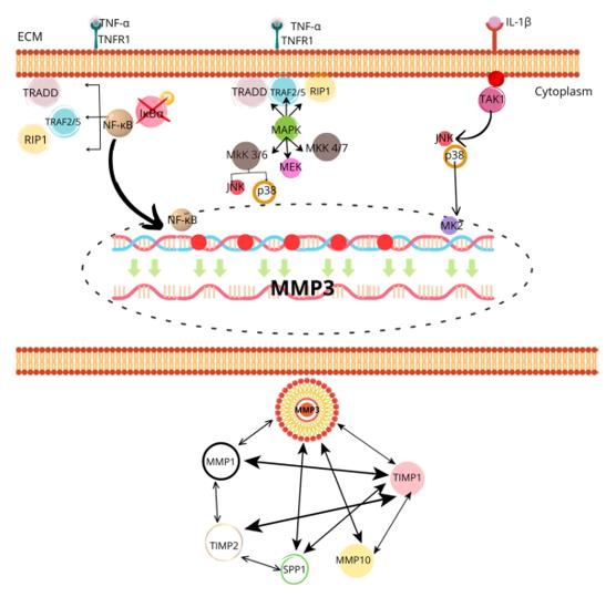 Fig. 1 Regulatory Pathways of MMP-3 Expression and Activation in ECM Degradation.