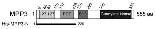 Fig. 1 Schematic representation of the structures of MPP3 (OA Literature)