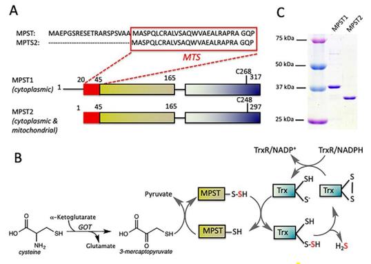 Fig. 1 Organization and reaction catalyzed by MPST (OA Literature)