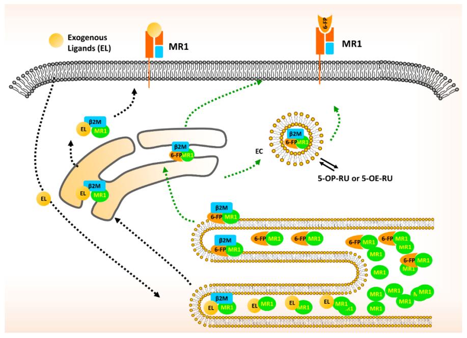 Schematic diagram of MR1 trafficking and presentation.
