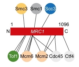 Fig. 1:Schematic representation of Mrc1 and its cohesin crosslinks.