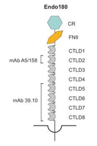 Fig. 1 Schematic of the MRC2 protein structure and mAb binding sites.