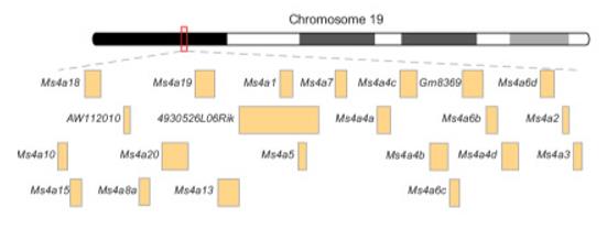 Fig. 1 Schematic of the Ms4a Gene Cluster on Chromosome 19.