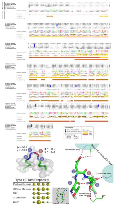Fig. 1 Structural and sequence analysis of MSH3.