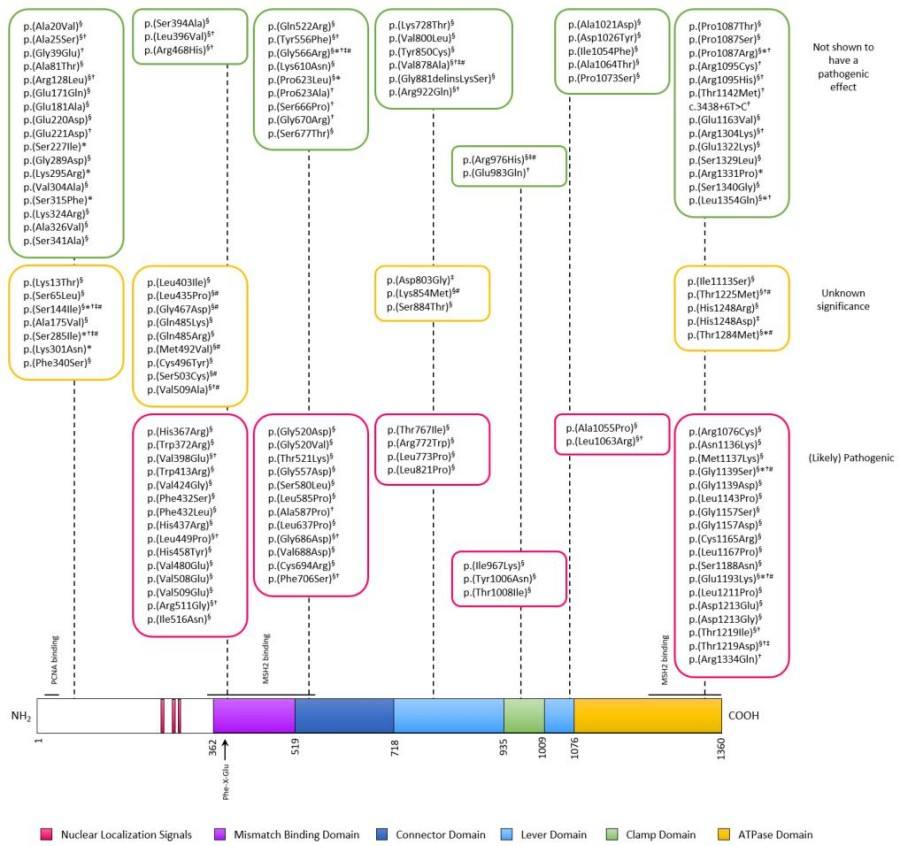 Fig. 1:MSH6 protein domains and analyzed variants.