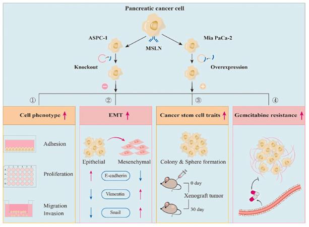 Fig. 1 MSLN Drives Aggression, Stemness, and Chemoresistance in Pancreatic Cancer (OA Literature)