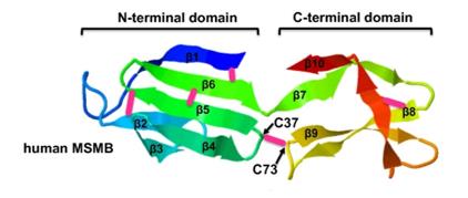 Fig. 1 The crystal structure of human MSMB.