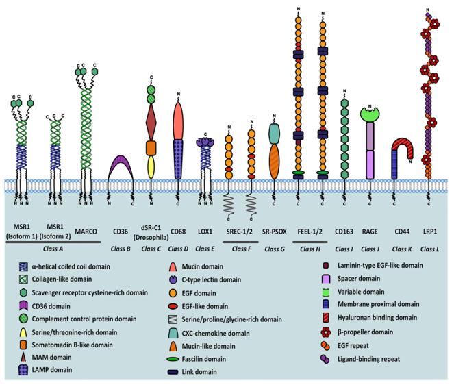 Fig. 1 Classification of scavenger receptors and MSR1 isoforms. (OA Literature)