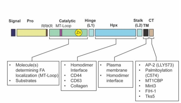 Fig. 1:The domain structure of MT1-MMP is indicated.