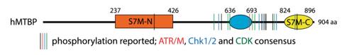 Fig. 1 Domain architecture of human MTBP with reported phosphorylation sites.