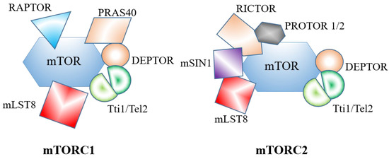 Fig. 1:Schematic diagram of mTORC1 and mTORC2 structures.
