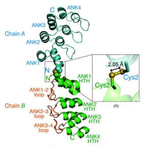 Fig. 1 Overall structure of human V-1(MTPN) in the asymmetric unit.