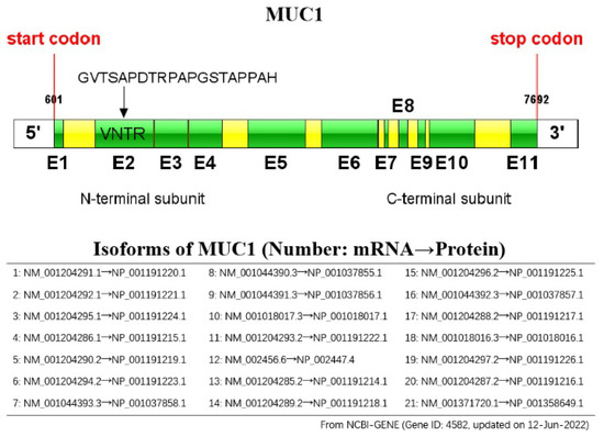 Fig. 1:Schematic representation of the MUC1 gene.