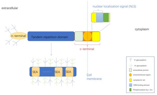 Structure diagram of MUC16.