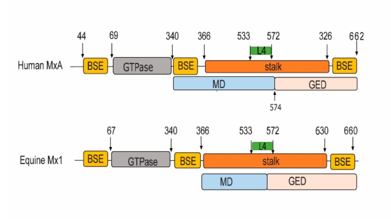 Domain structure of human MXA and equine MX1.