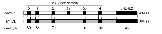 Fig. 1:Schematic representation of WT c-MYC and MYCL protein.