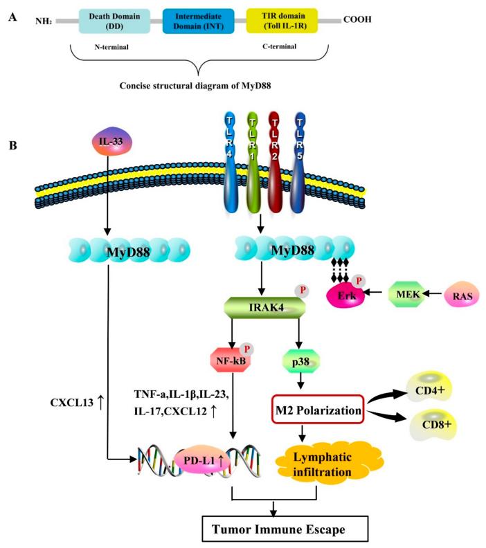 Fig. 1:MyD88 and immune escape. 