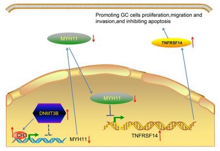 Fig. 1 Promoting GC Progression: DNMT3B Silences MYH11 to Activate TNFRSF14.