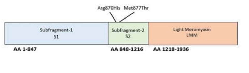 Fig. 1:MYH7 domain.