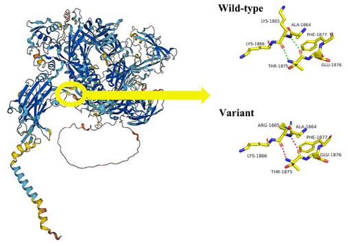Altered 3D conformation and steric hindrance in a MYOF variant.