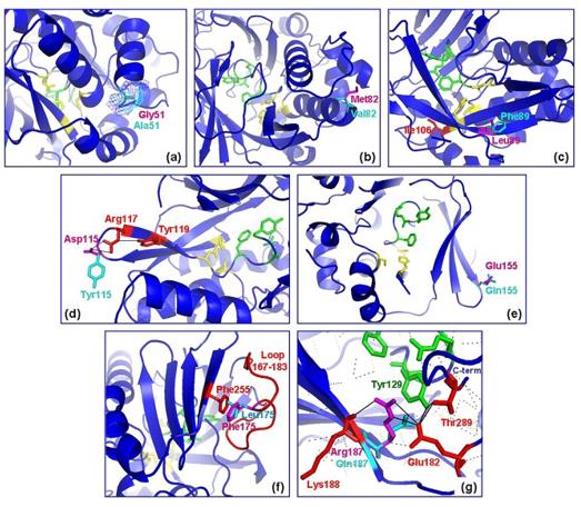 Position of polymorphic residues on (MACMU)NAT1 protein structure.
