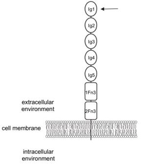 Fig. 1 Schematic of human NCAM1 structure.