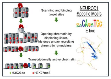 Fig. 1 NEUROD1 reprograms chromatin to induce the neuronal program. (OA Literature)