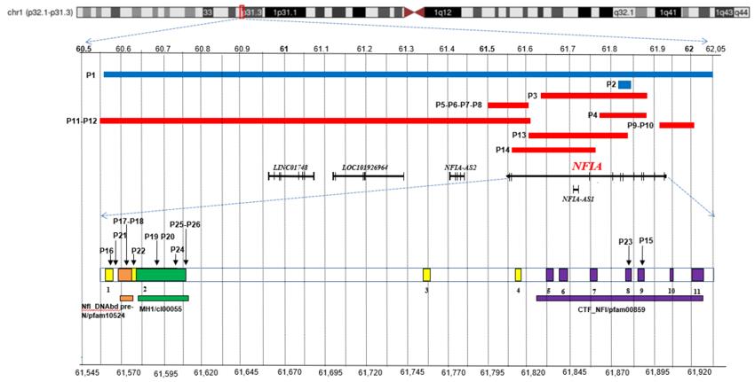 Fig. 1 Overview of NFIA pathogenic variants.