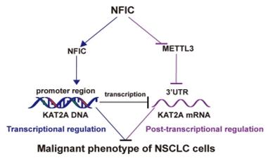Fig. 1 NFIC suppresses NSCLC progression via the METTL3/KAT2A axis.