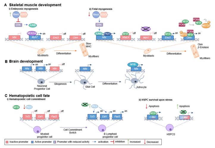Fig. 1 Role of NFIX in development.