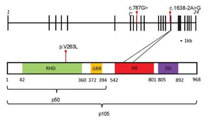 Fig. 1 NFKB1 gene (up) and protein (down) structure.