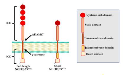 Fig. 1 Structure of NGFR/p75NTR isoforms. (OA Literature)