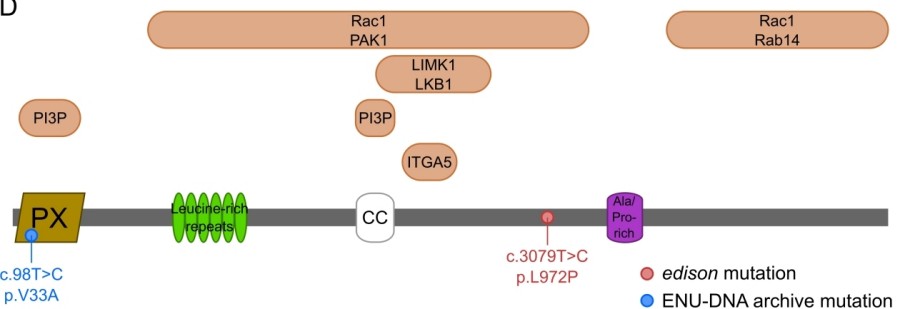 Fig. 1:Changes in the structure of NISCH. 