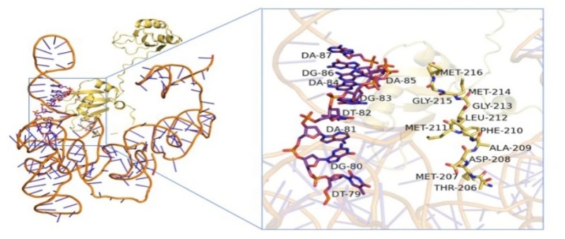 Molecular docking predicted the MSI2-NLK interaction.