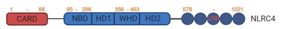 Fig. 1 Protein domain structure of NLRC4. (OA Literature)
