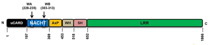 Schematic representation of the human NLRC5 protein structure and domain organization.