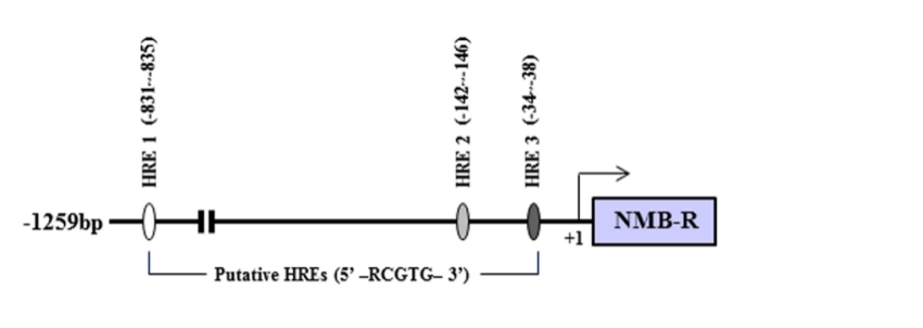 Fig. 1:Identification and functional verification of hypoxia response elements in the promoter region of human NMBR.