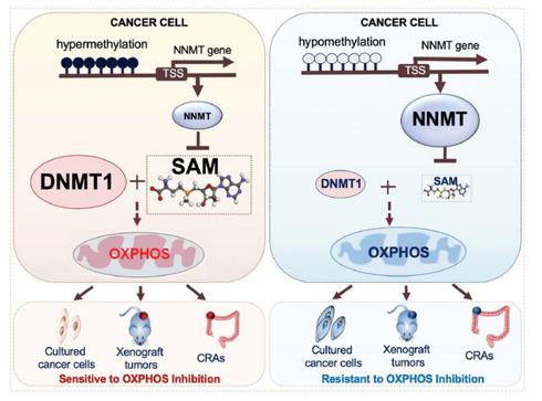 Fig. 1 The NNMT–DNMT1 Axis and Sensitivity to OXPHOS Inhibition.