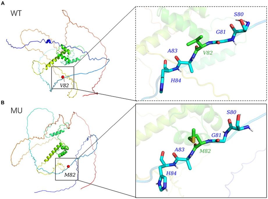 Fig. 1:Modelled tertiary structure of the protein encoded by NOBOX.