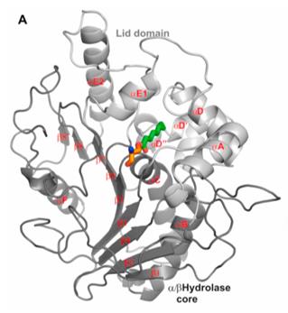 Cartoon presentation of the Notum-ghrelin complex structure.