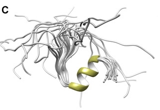 Fig. 1:The 3D high-resolution structure of the NPAT peptide in solution.