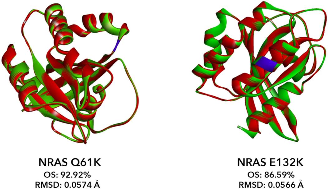 In silico analysis of NRAS Q61K and E132K versus wild-type.
