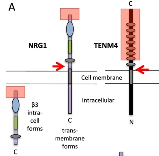 Fig. 1:Normal structures: a typical transmembrane NRG1 and a β3 isoform, and TENM4.