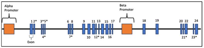 Fig. 1 NRXN1 gene structure.