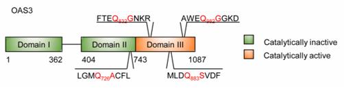 Fig. 1 Amino acid sequences of four possible cleavage sites in OAS3. (OA Literature)