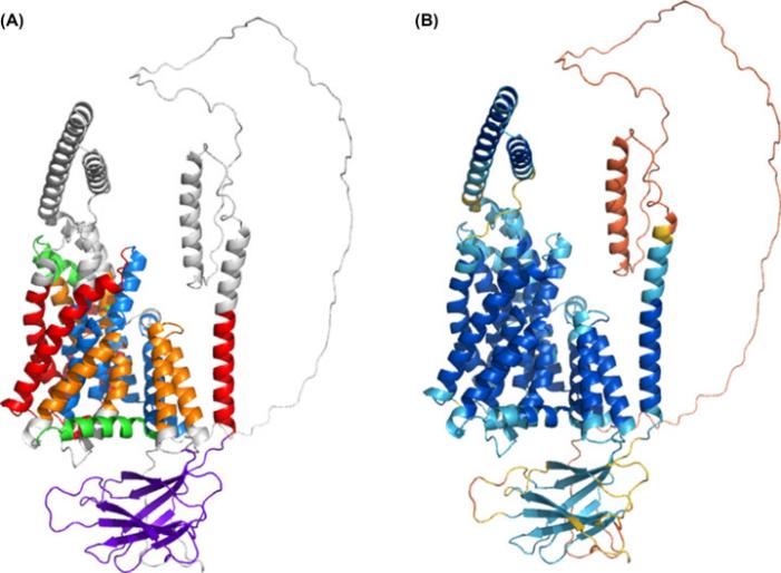 Fig. 1:AlphaFold2 Oca2 model.