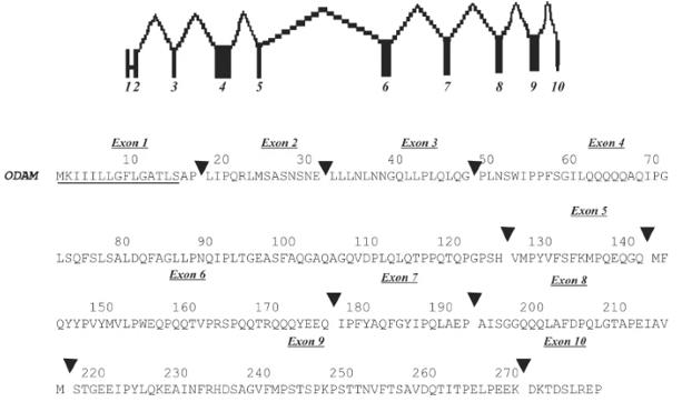 Fig. 1 The deduced amino acid sequence encoded by the human ODAM gene.