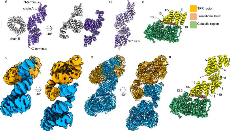 The cyro-EM structure of the enzyme O-GlcNAc transferase (OGT).